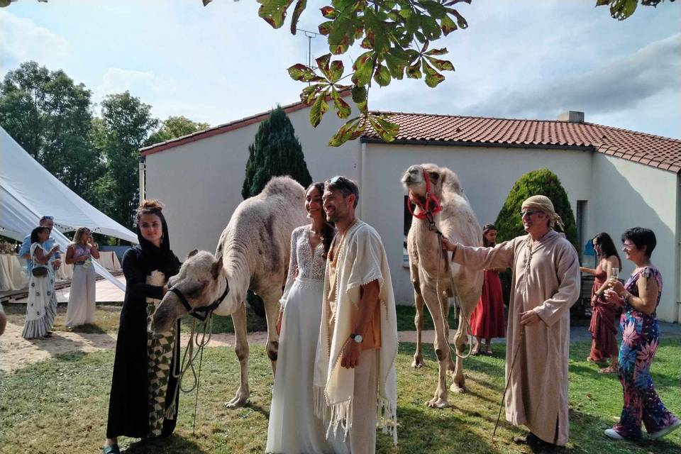 Mariage oriental avec dromadai