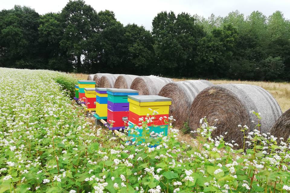 Ruches parmi les fleurs