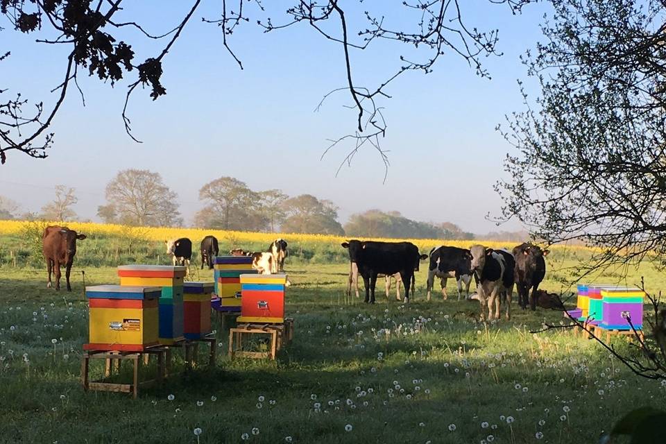 Le rucher dans une prairie
