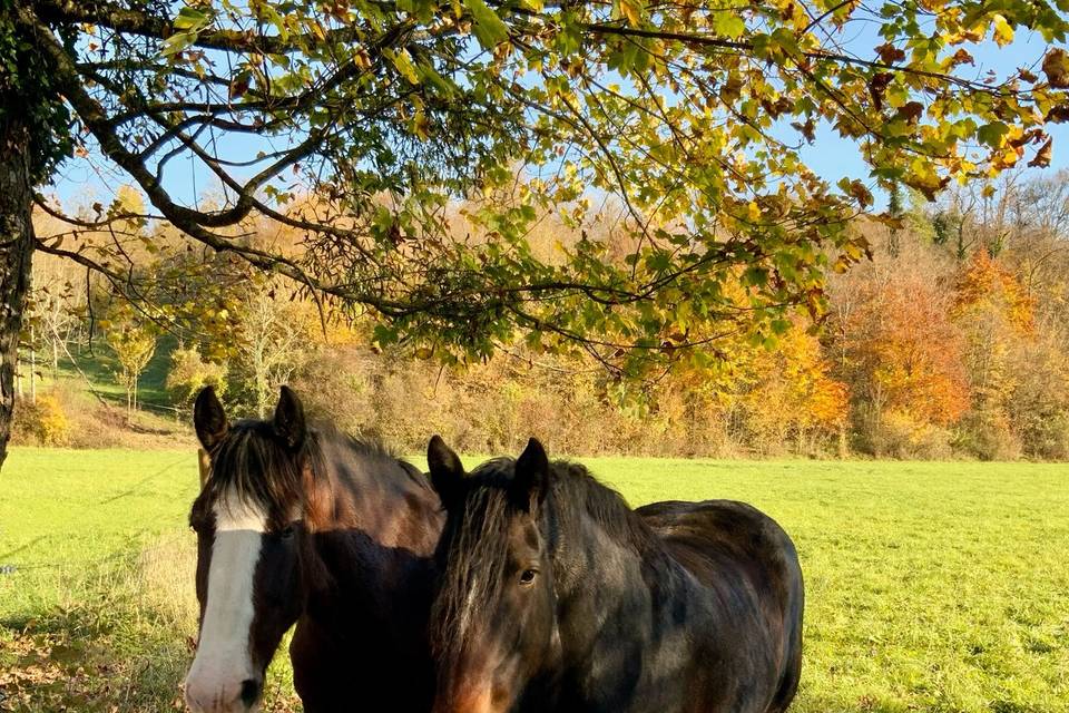 Le parc animalier