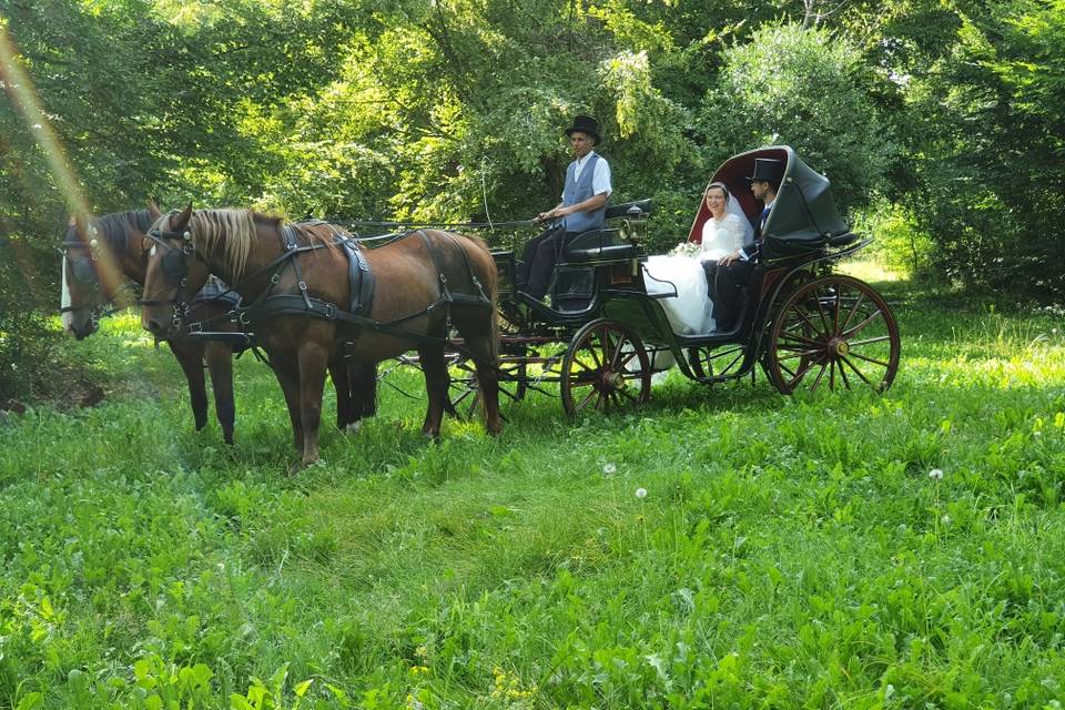 Cheval en Rênes