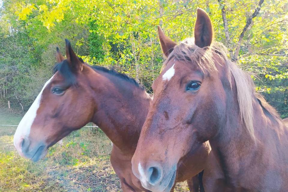 Cheval en Rênes