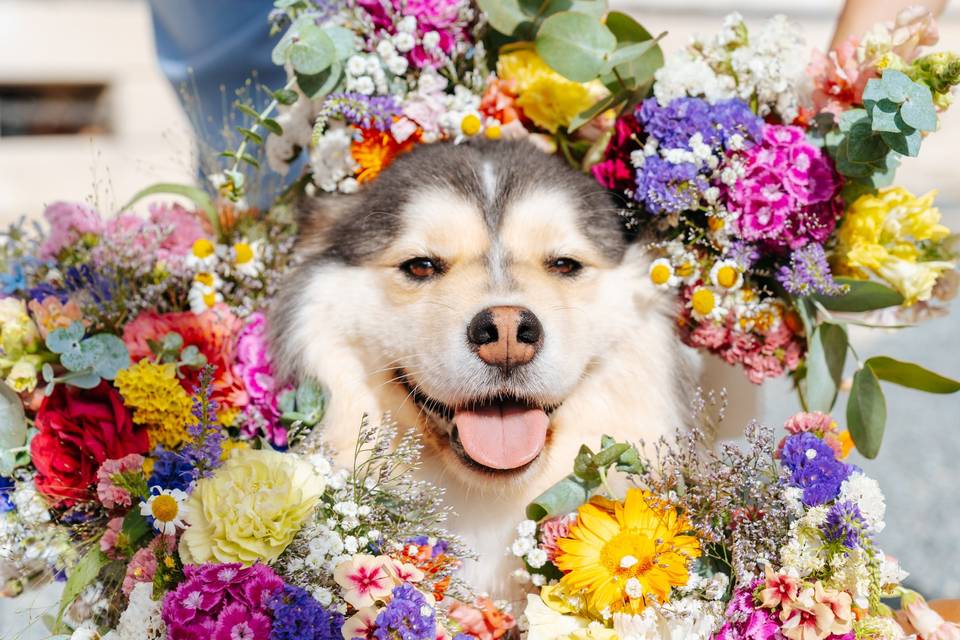 Chien des mariés