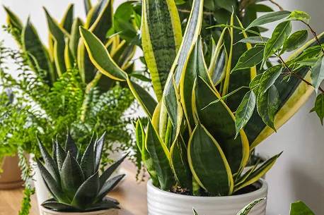 Plantes grasses