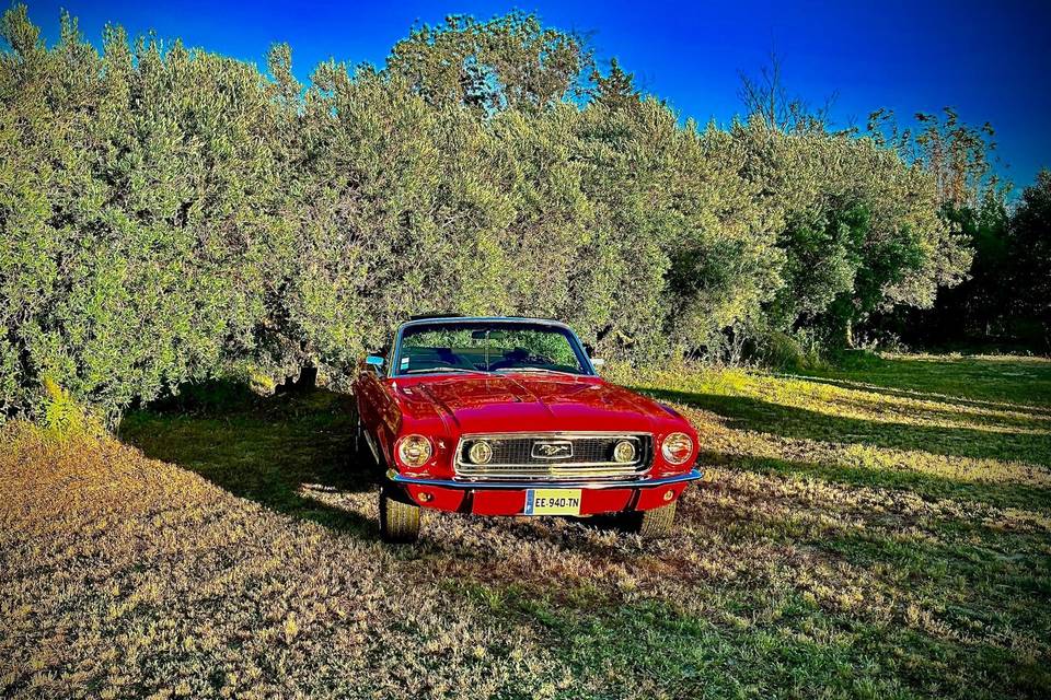 Mustang