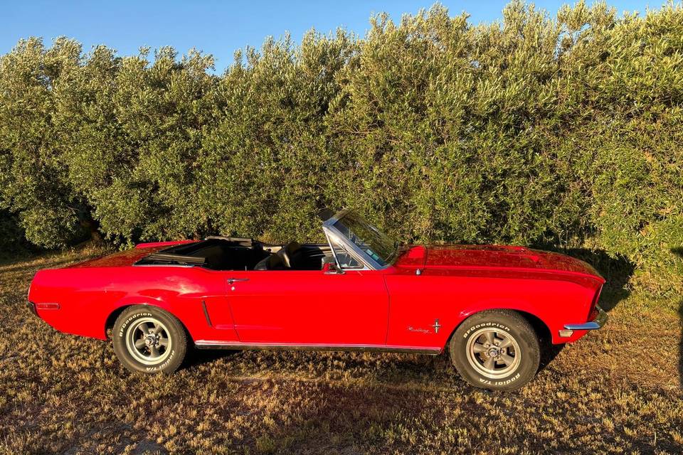 Mustang