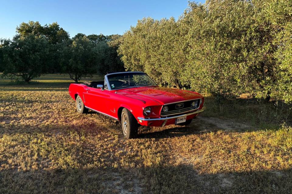 Mustang