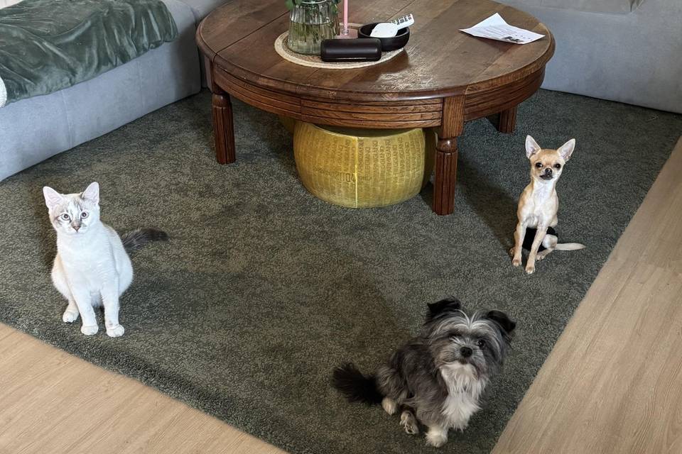 Les 3 minis