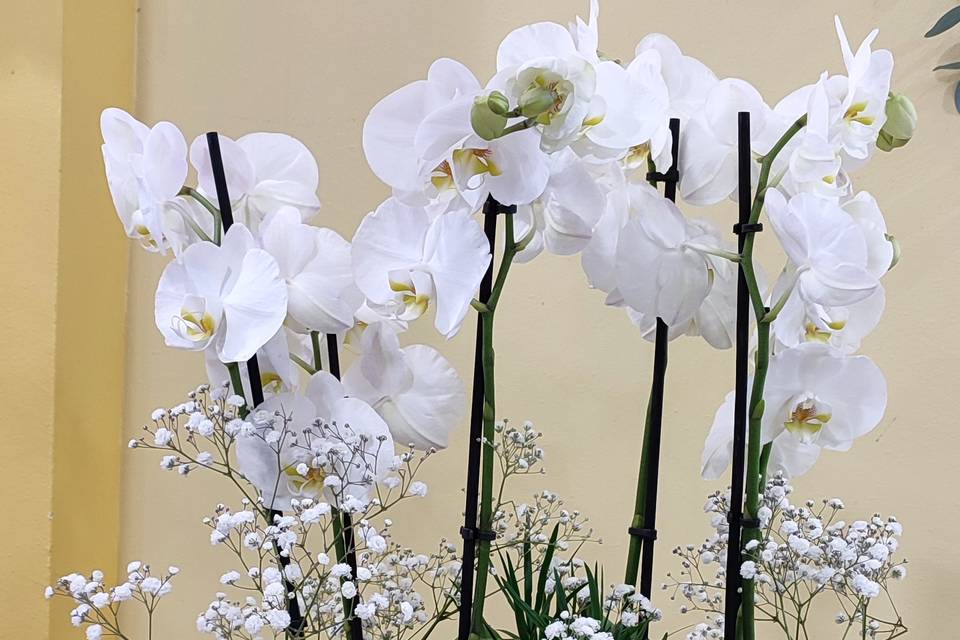 Coupe d'orchidée