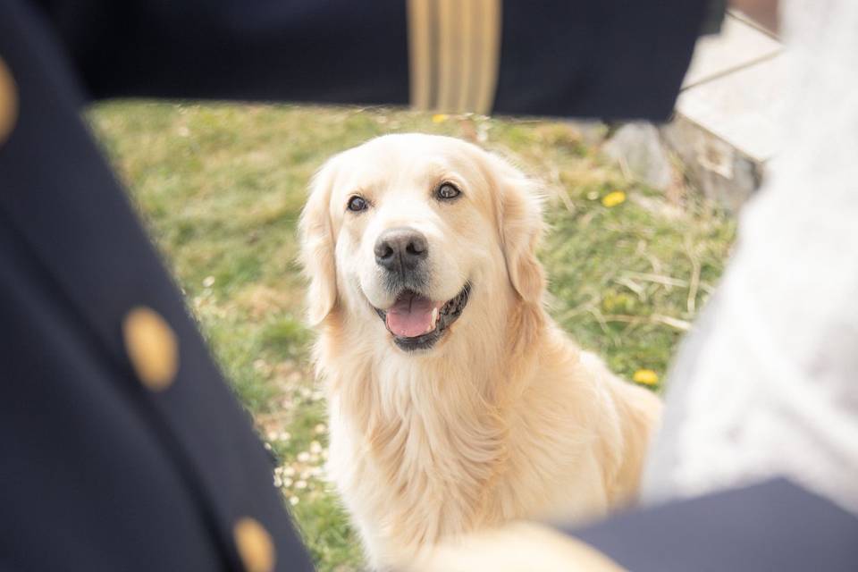 Couple animaux mariage chien