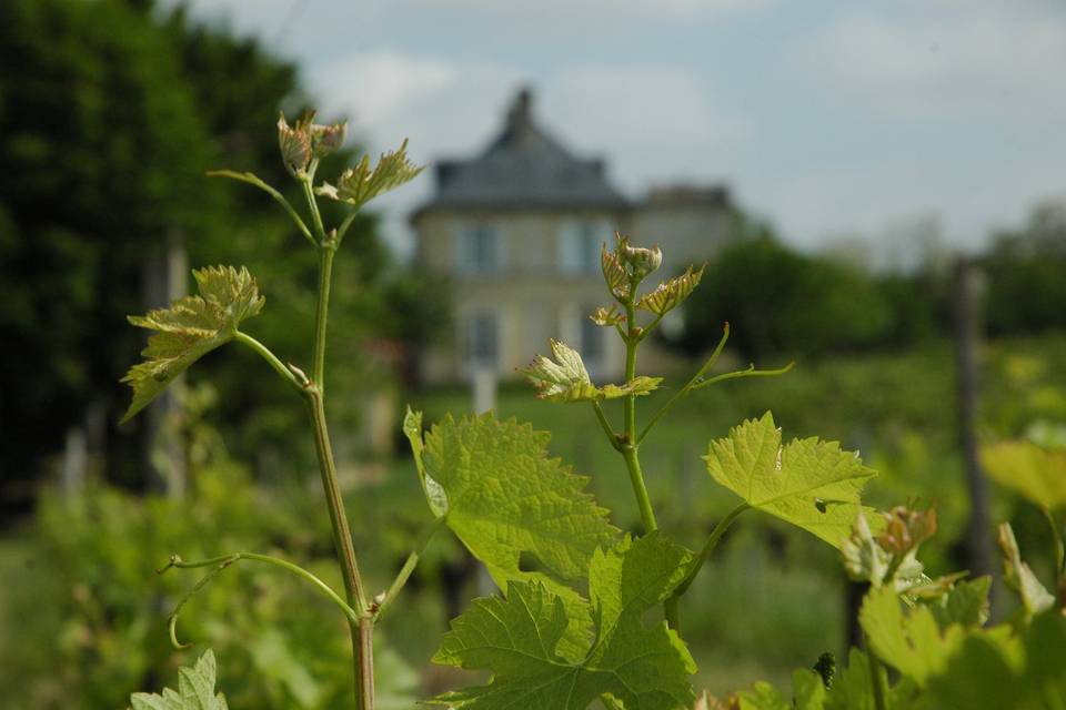 Château Prieuré Canteloup