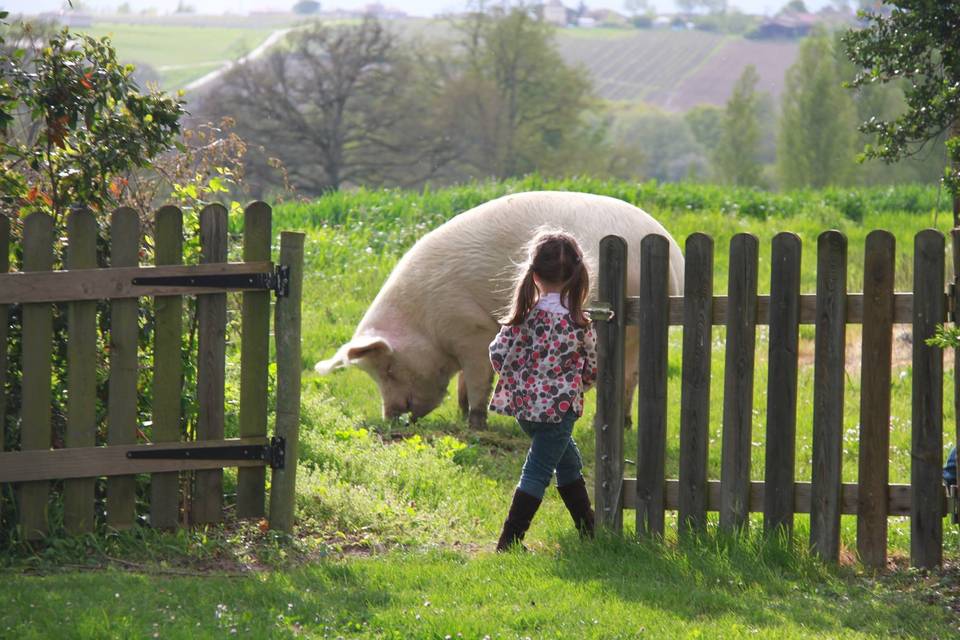 Notre cochon