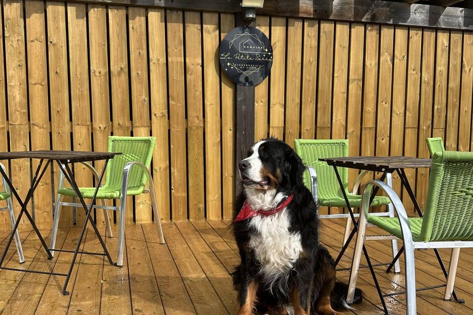 mascotte 😉
