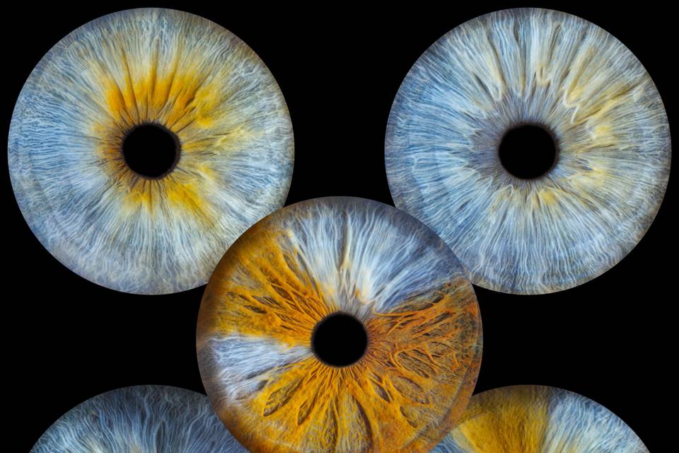 Studio Iris
