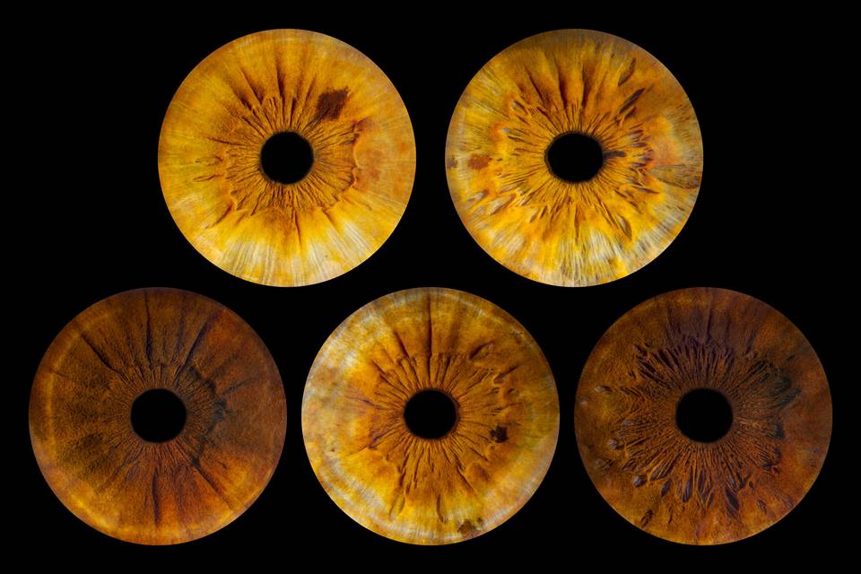 Studio Iris