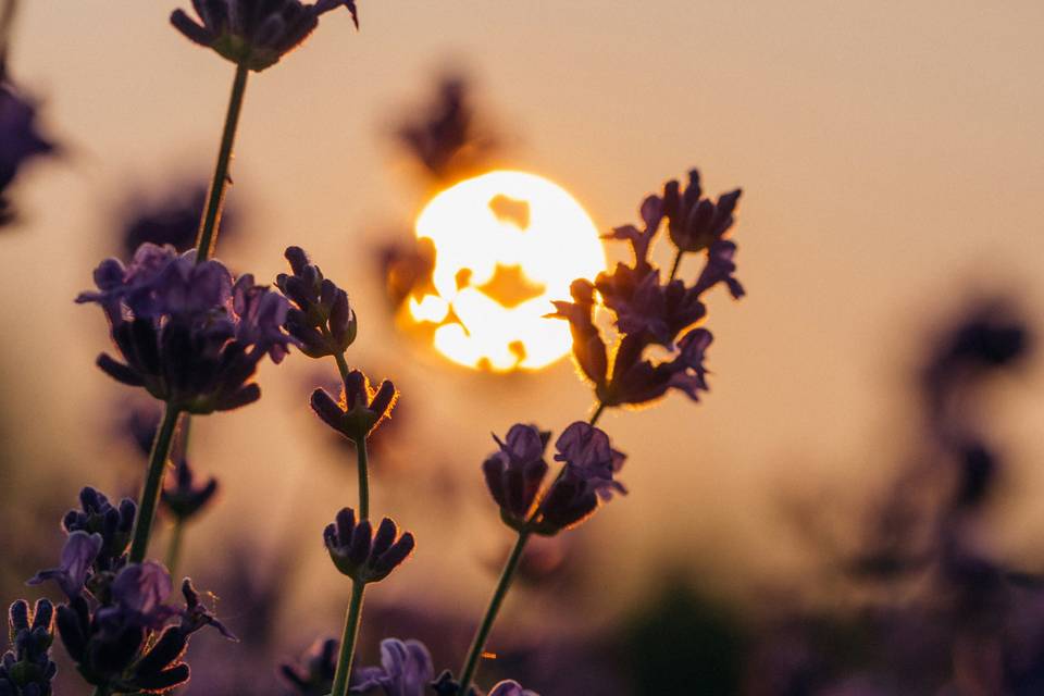La nature