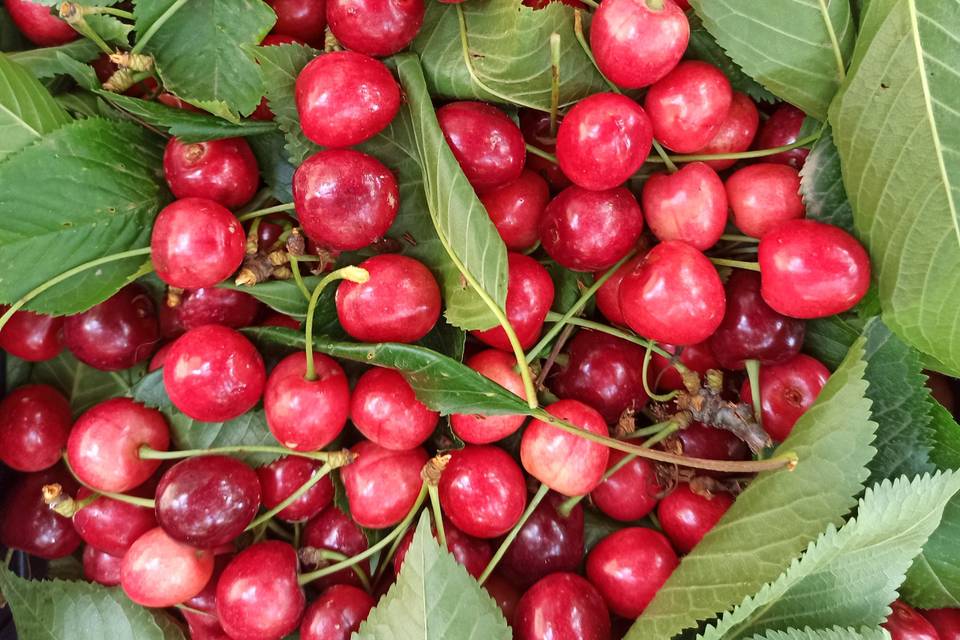 Cerises fraiches