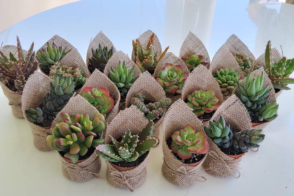Succulentes personnalisées
