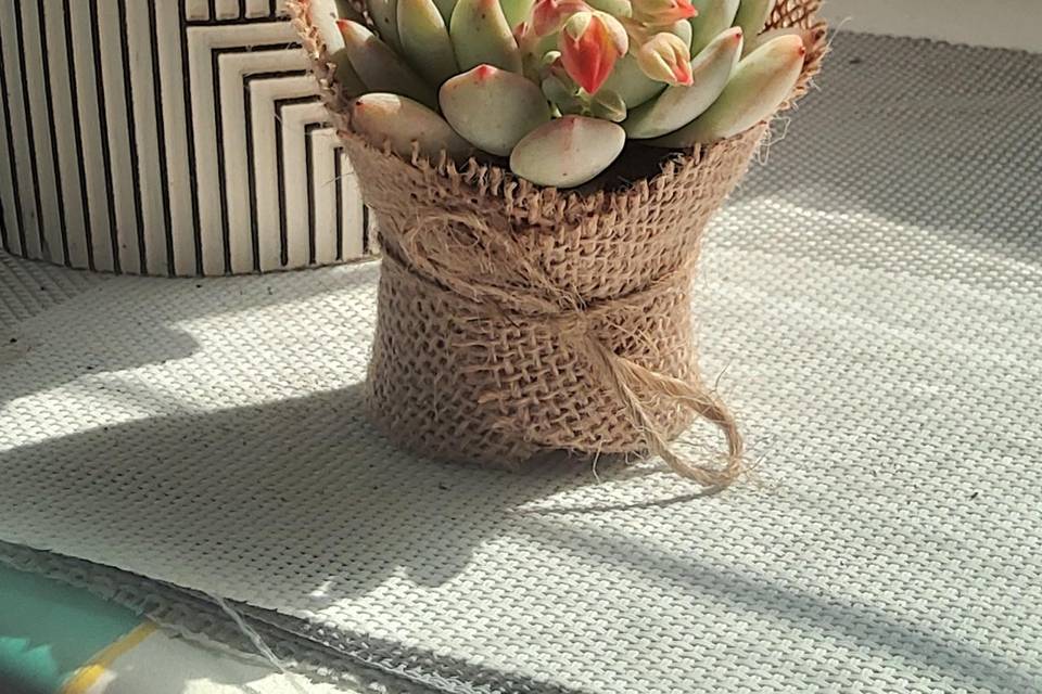 Mini plantes personnalisées