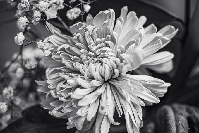 Détail de fleur