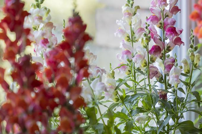 Les fleurs du mariage