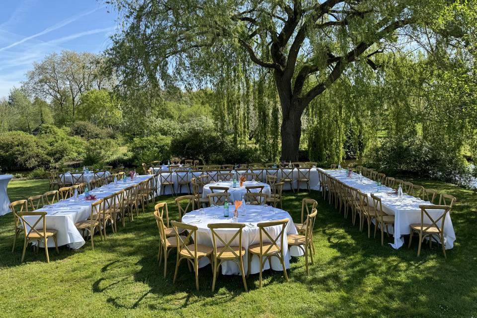 Brunch saule pleureur