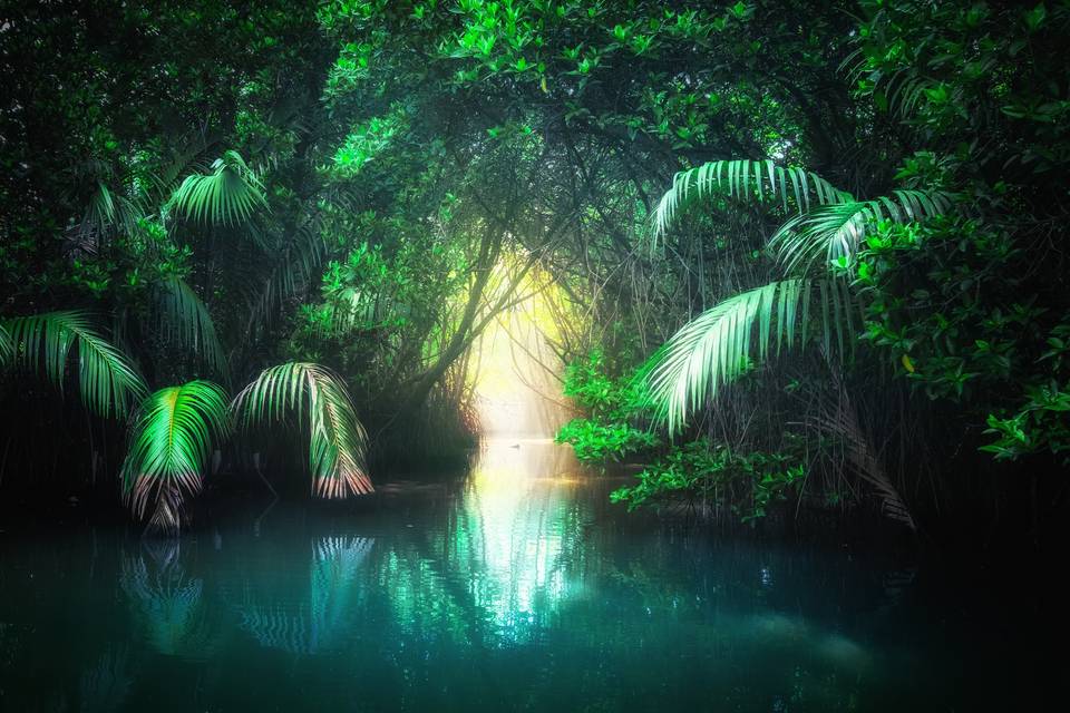 Jungle tropicale