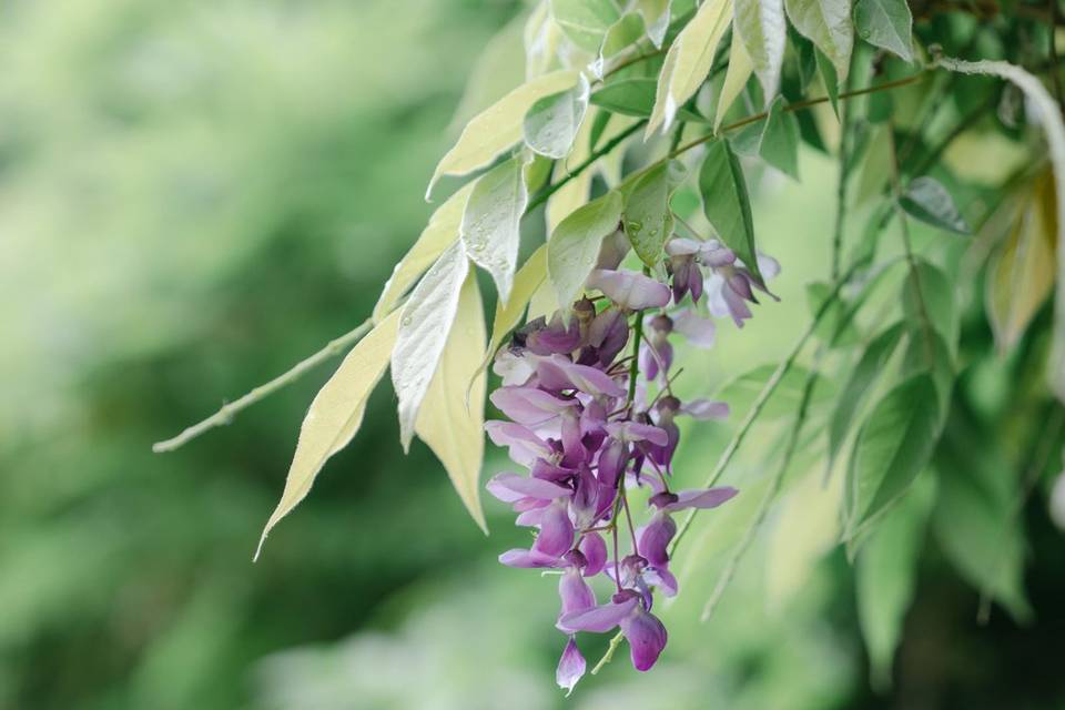 Détail floral