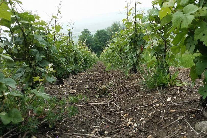 Une route de vigne