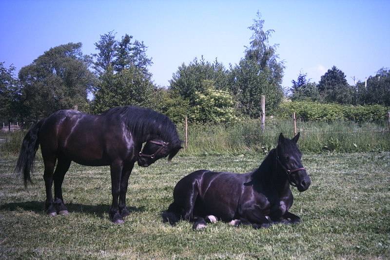 Les chevaux