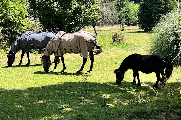 Nos chevaux