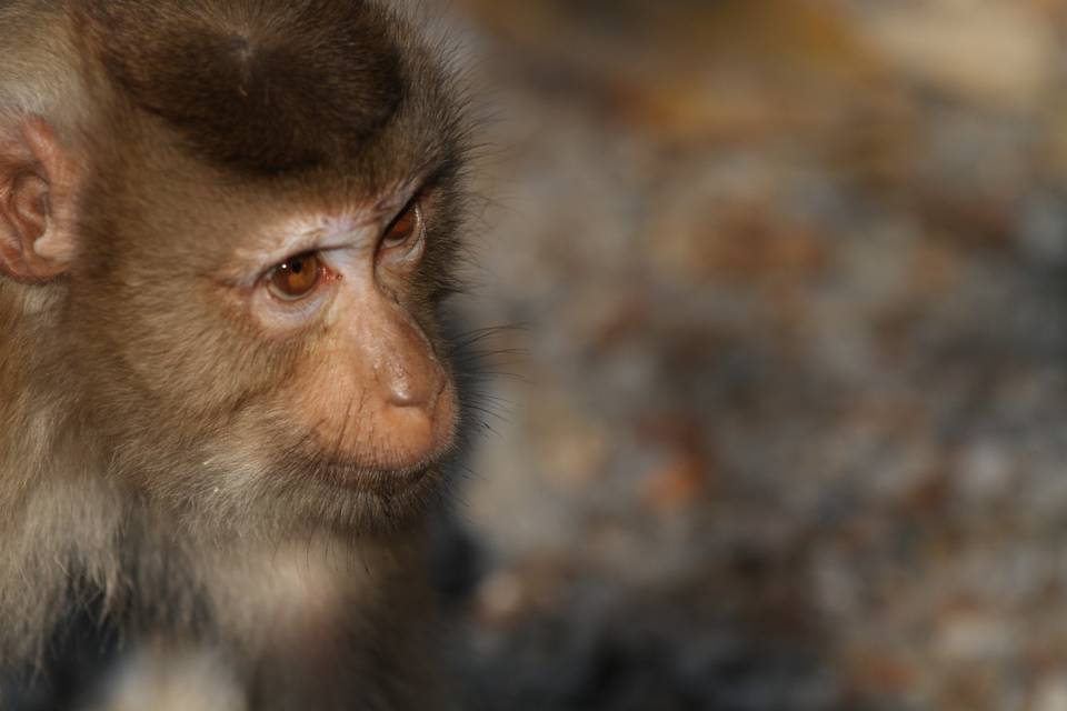 Singe sauvage Thaïlande