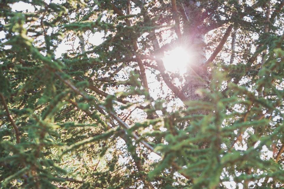 Couple en forêt