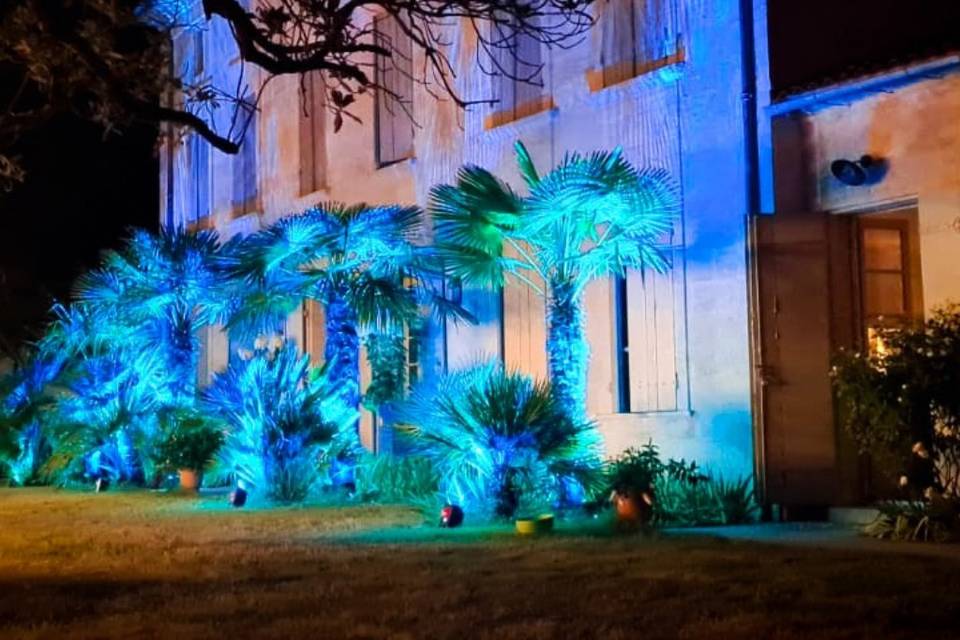 Éclairage palmiers