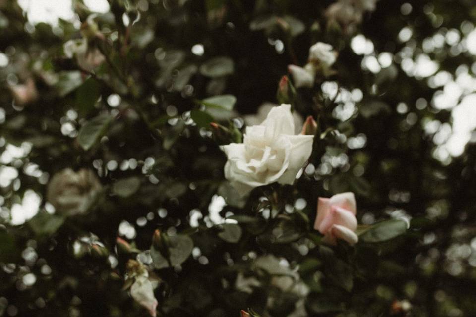 Fleurs