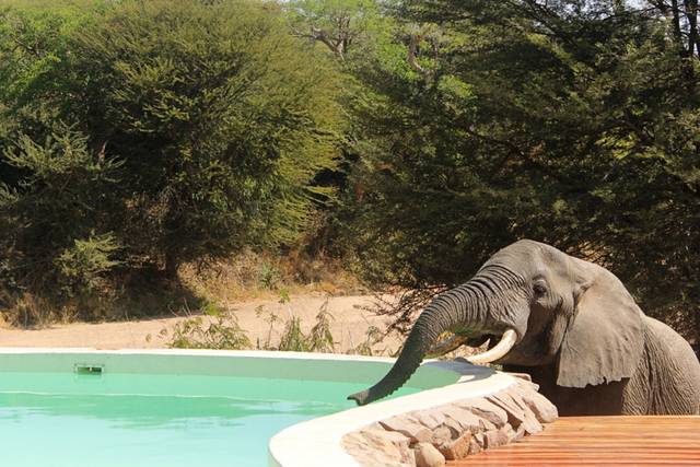 Piscine Jongomero lodge