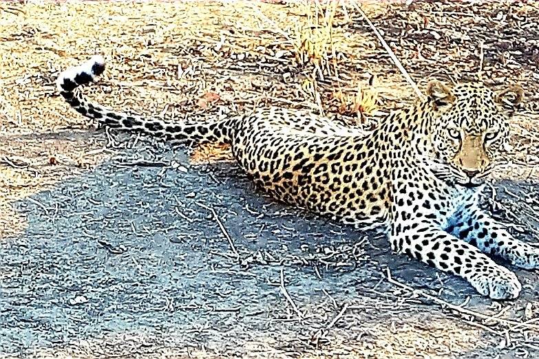 Safari léopard