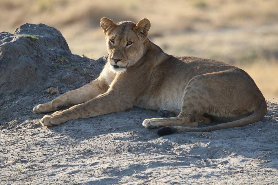 Lion safari