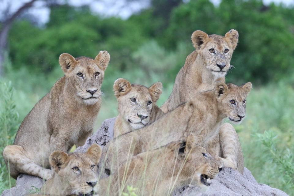 Famille lions safari
