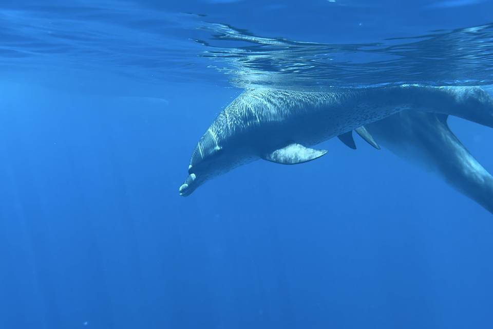 Dauphins
