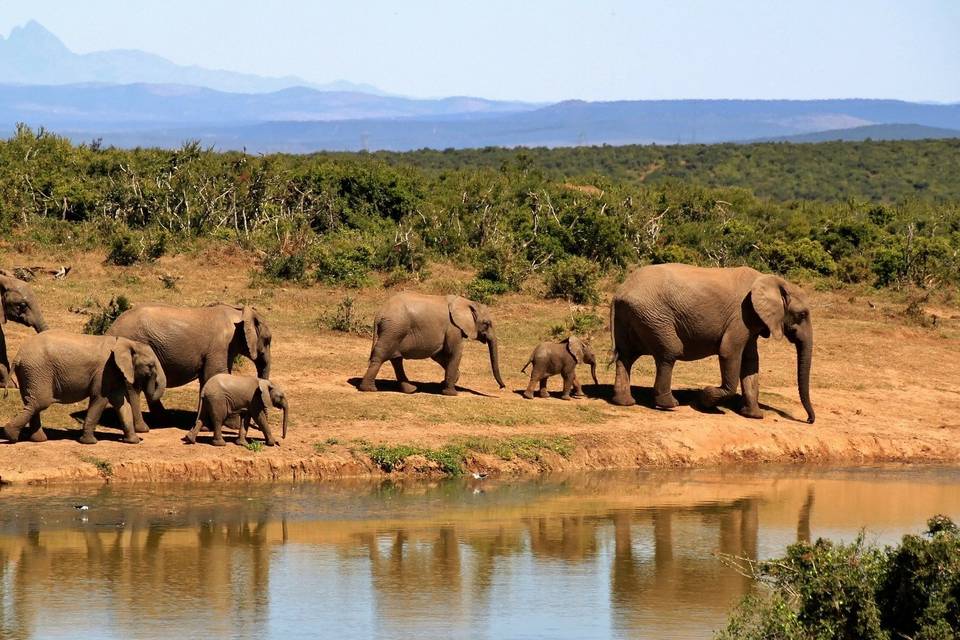 Safari atypique Afrique