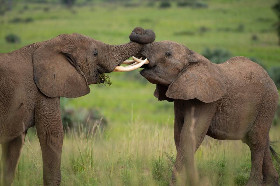 Elephants voyage en Afrique