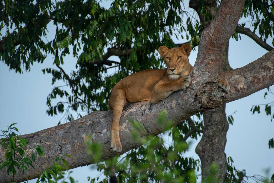 Lion grimpeur dans les arbres