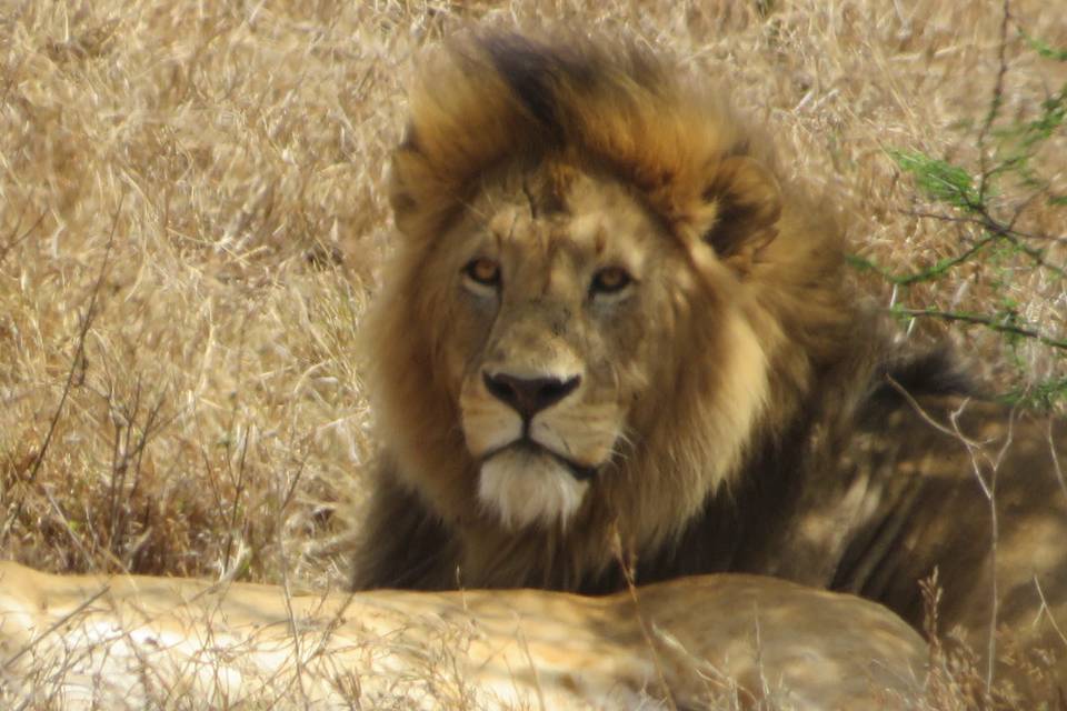Lion Safari Tanzanie