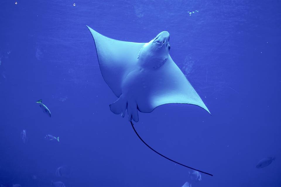 Nager avec des raies voyage