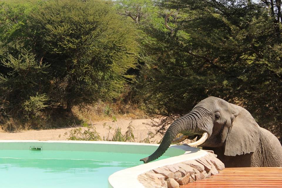 Piscine Jongomero lodge