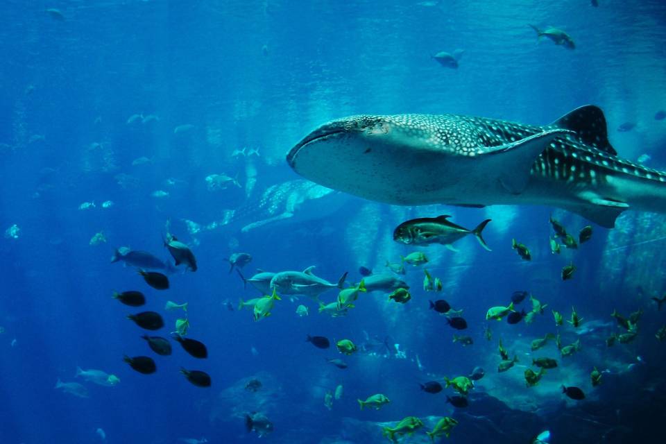 Requin-baleine expérience