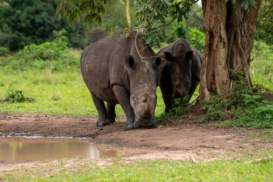 Safari en Afrique Rhinocéros