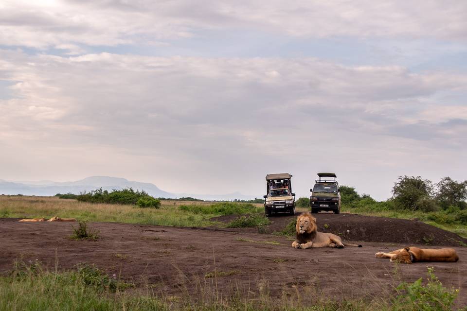 Voyage de noces safari lions