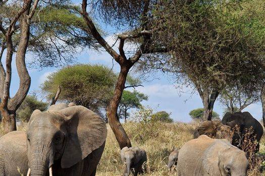 Eléphants safari en Tanzanie